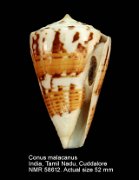 Conus malacanus (4)
